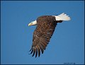 _1SB7616 american bald eagle